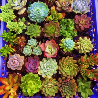 Combo 30 cây sen đá mix nhiều loại