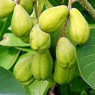 Quả Kha Tử Khô 100g