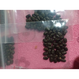 Hạt giống hoa đậu biếc siêu rẻ