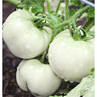 Hạt giống Cà đĩa (bát) trắng F1 gói 0,5gram