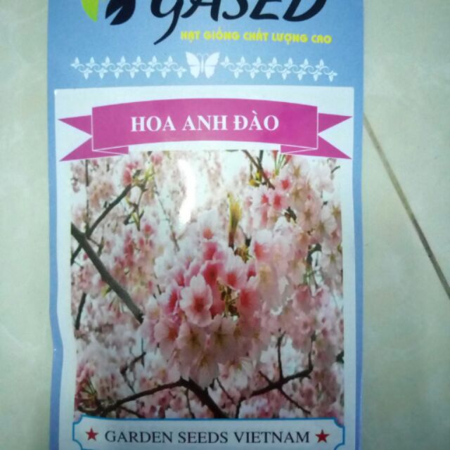 Hạt giống hoa anh đào