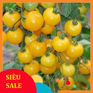 20 hạt giống cà chua cherry vàng vietphat