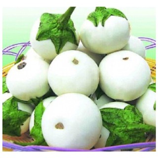 hạt giống cà pháo