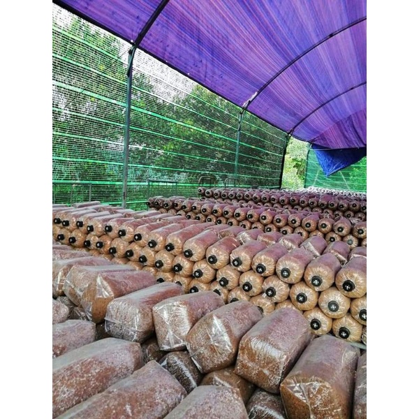 phôi nấm sò hay bào ngư