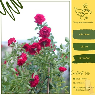 Hoa hồng leo cổ hải phòng c10 - cây cảnh - hoa hồng - thân leo