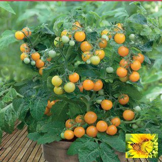 Hạt giống Cà chua bi lùn vàng