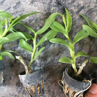 Phi điệp trắng Cây giống