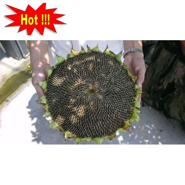 Hạt giống hướng dương lấy hạt bông to cây siêu lùn 10 hạt