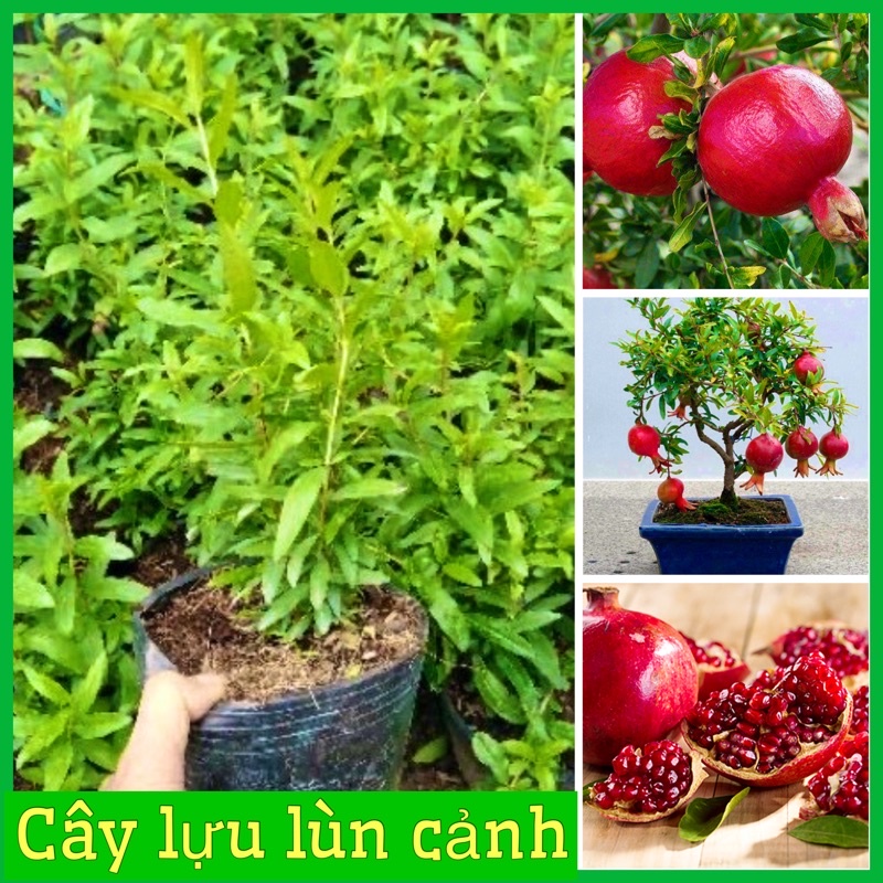 Cây giống lựu đỏ lùn cảnh mini trồng chậu trang trí nhà