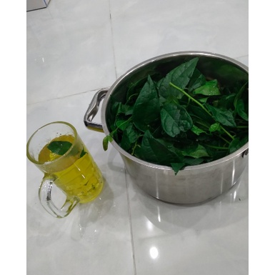 Cây giống xạ đen chính hiệu Hoà Bình đã trồng ổn định - cây dược liệu hỗ trợ cho sức khỏe - Trang Flowers