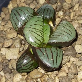 Sen đá kim cương - Haworthia springbokvlakensis