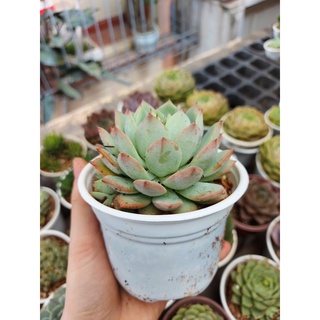 Sen đá bánh bao cỡ to