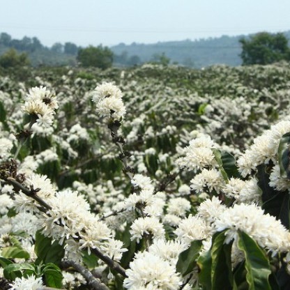 [HOT SALE] MẬT ONG HOA CÀ PHÊ NGUYÊN CHẤT 100% | BigBuy360 - bigbuy360.vn