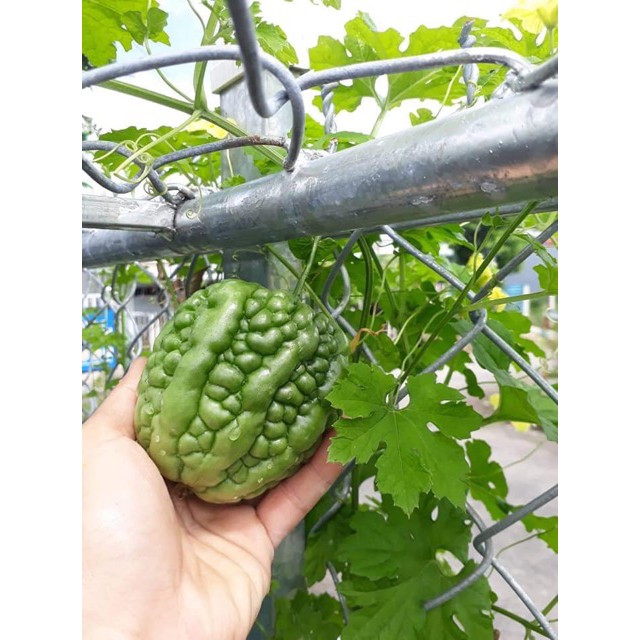 Hạt giống mướp đắng trái tim