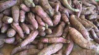Khoai mật Tà Nung - Lâm Đồng