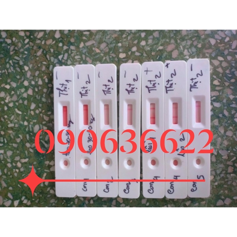 Que Thử Nhanh Dịch Tả Heo Châu Phi  🐖🐖🐖