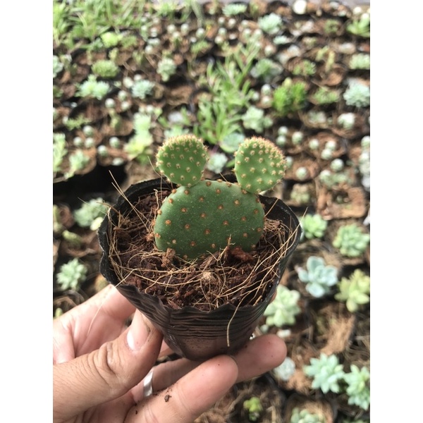 Xương rồng mickey bầu