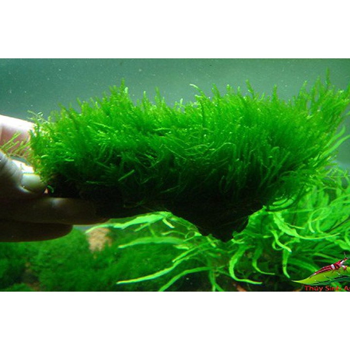 Rêu Minitaiwan - Rêu Thủy Sinh Dán Lũa Bonsai | Rêu Peacock - Taiwan - XMas - Spinky