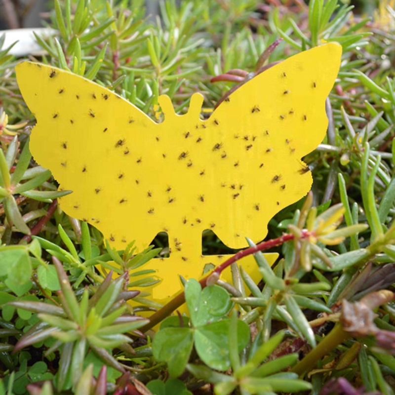 Set 24 bảng dính côn trùng màu vàng 2 mặt hình bướm/chim chuyên dụng cho sân vườn
