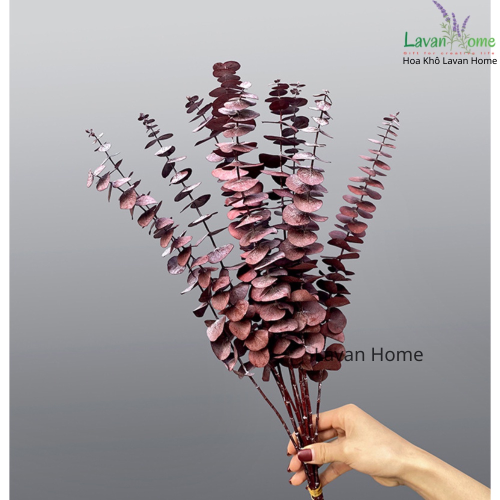Cành lá khuynh diệp khô Eucalyptus  Hoa khô mùi hương tự nhiên trang trí để bàn, kệ sách, decor vintage, làm thiệp....