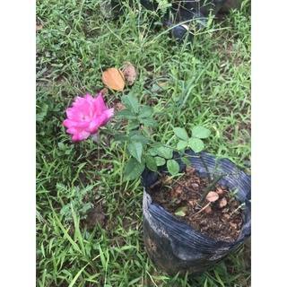 combo 5 cây giống hoa hồng cổ