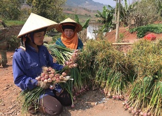 Tỏi ta cắt cuống