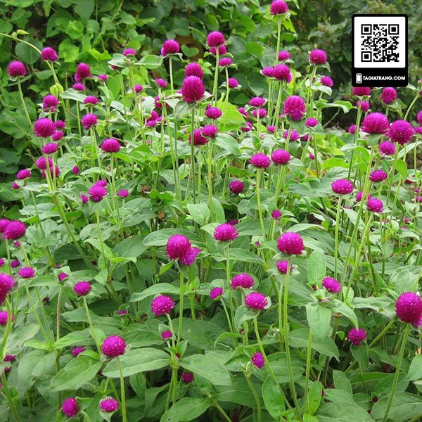 Hạt giống hoa cúc bách nhật