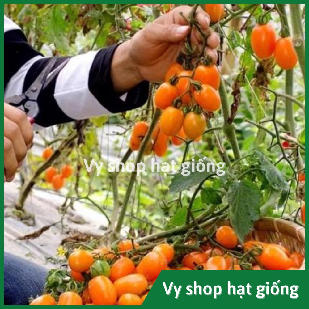 10 hạt giống cà chua trái cây Nova Known You Đài Loan