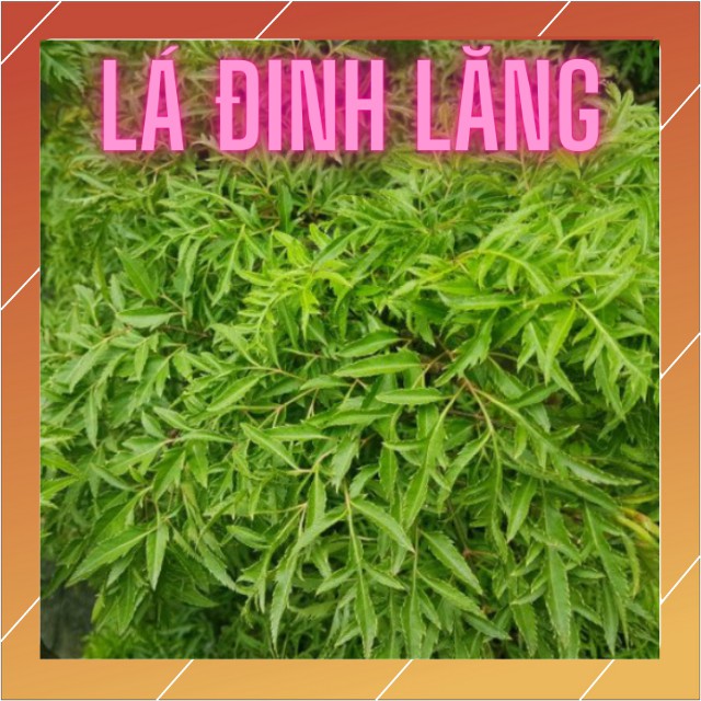 1Kg Lá Đinh Lăng khô ( Tươi) nhà tự trồng sạch sẽ thơm ngon hàng chuẩn loại 1