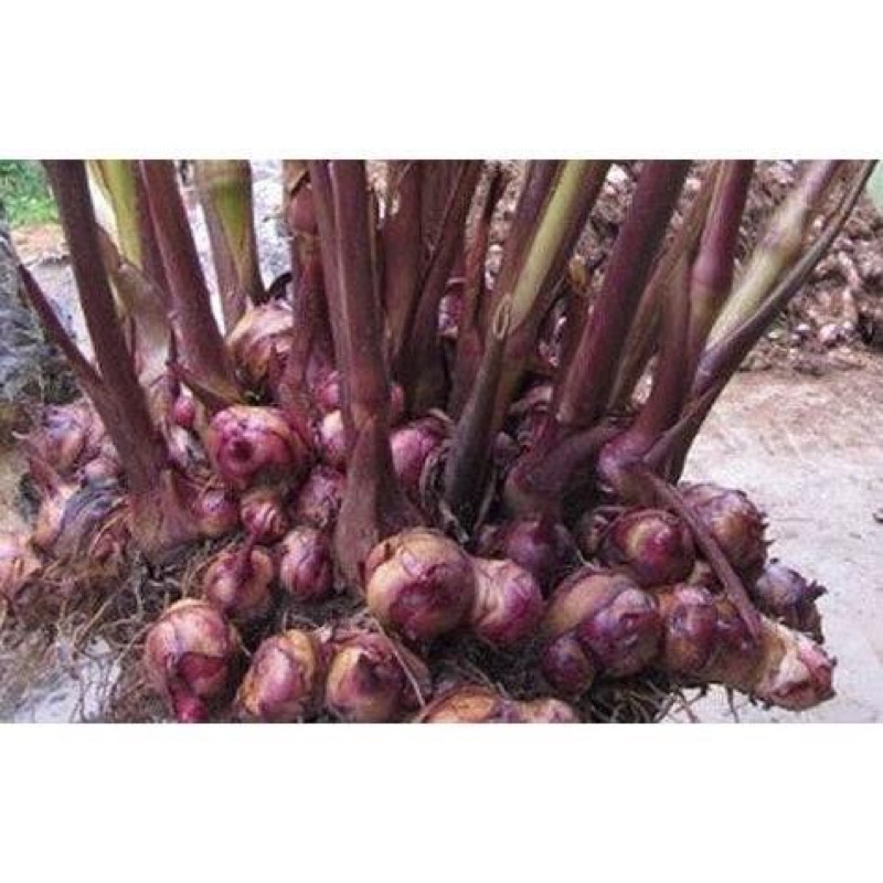 cây dong riềng đỏ khô 1kg