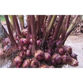 Cây dong riềng đỏ khô 1kg