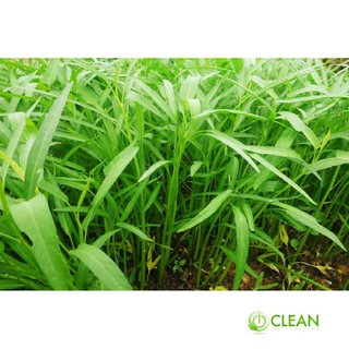 Giống rau muống 10g