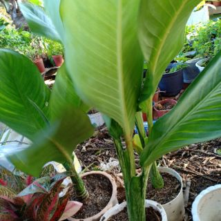 Cây đại phú gia giống