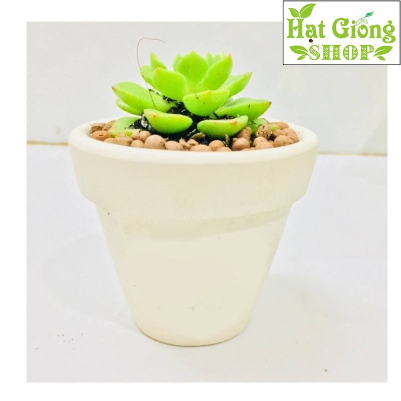 Chậu Đất nung trắng gờ mini - phù hợp trồng sen đá xương rồng