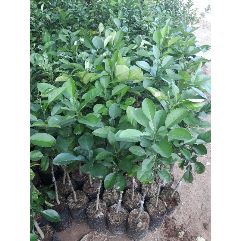 Cây bưởi da xanh
