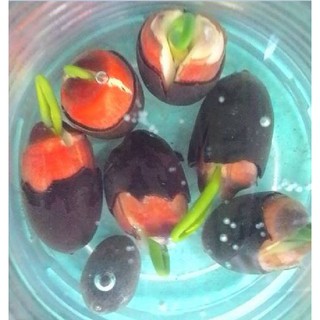 Hạt giống sen bách diệp vàng ( gói 5 hạt )