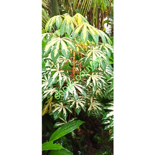 2 Hom khoai mì cẩm thạch