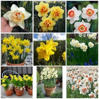 Củ hoa thủy tên đất hà lan kép