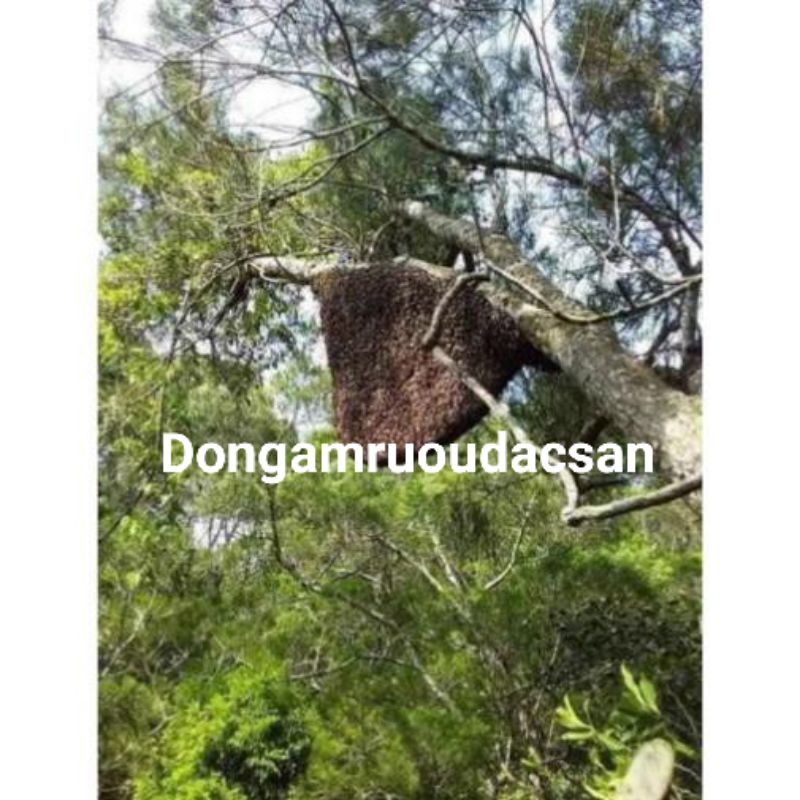 MẬT ONG KHOÁI RỪNG TÂY BẮC CHUẨN 1Lít