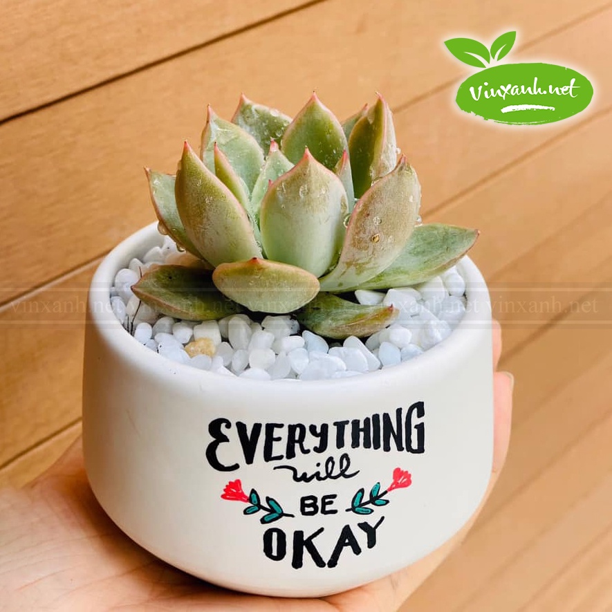 Chậu để bàn đường kính 6cm 9cm 12cm