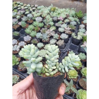 Sen đá chuỗi ngọc