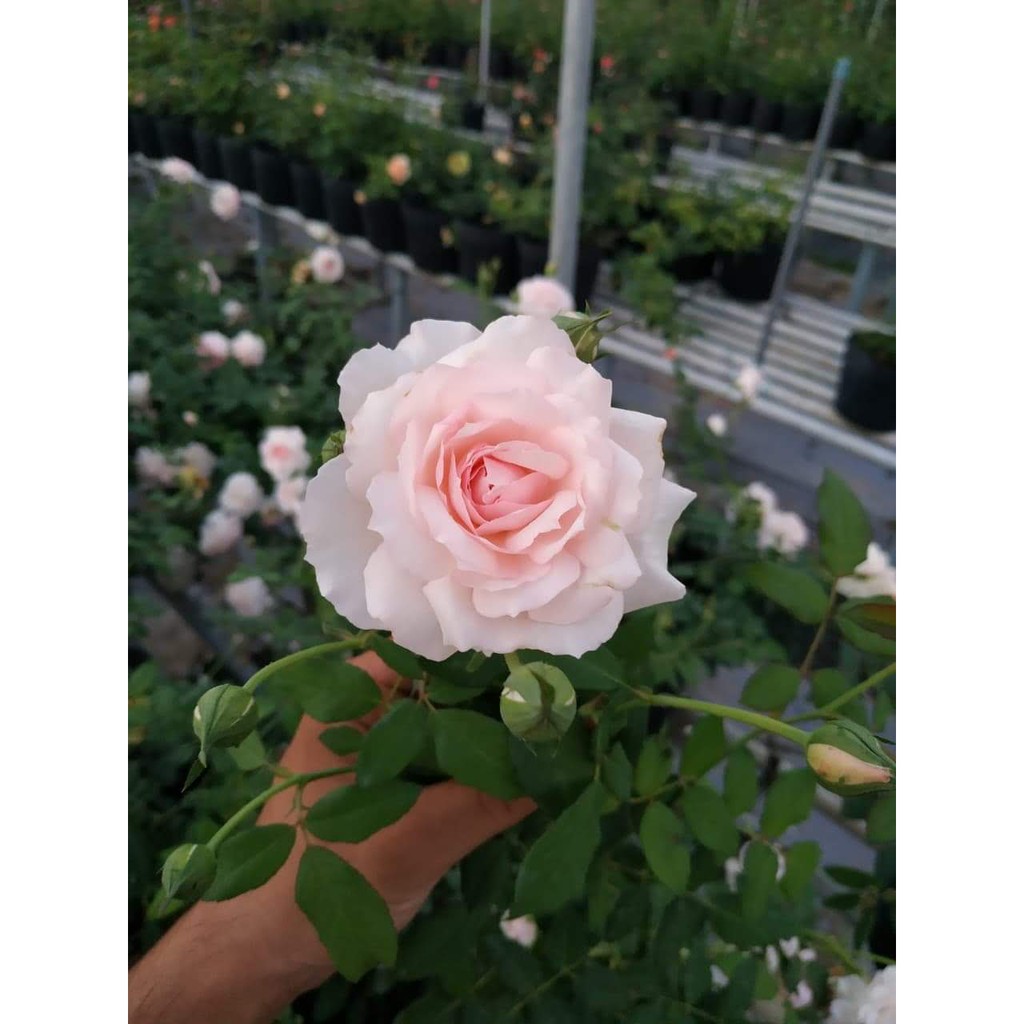 Hoa Hồng Bụi Ngoại Misaki