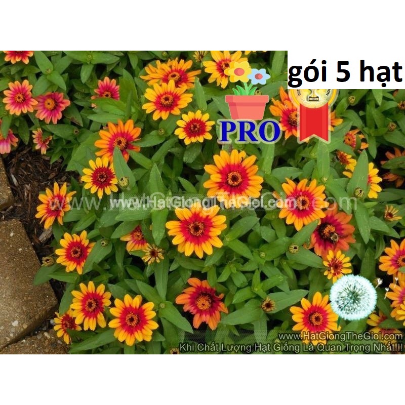 100h Hạt Giống Hoa Cúc Lá Nhám Lùn Sai Bông Profusion Đỏ Vàng
