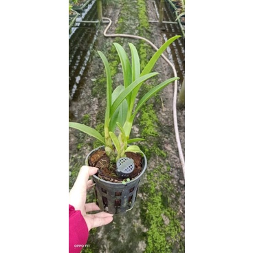 Lan denro nắng thơm Pensoda cây tơ