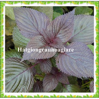 Hạt giống rau Tía tô tặng kích mầm và hướng dẫn