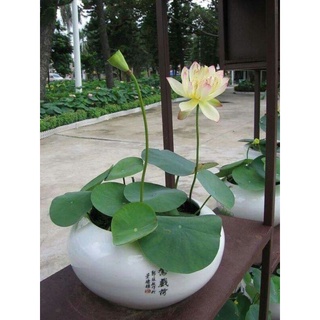 hạt giống sen mini nhật nhiều màu