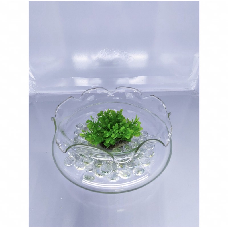 Chậu Thuỷ Tinh Tròn Nuôi Cá Miệng Bèo