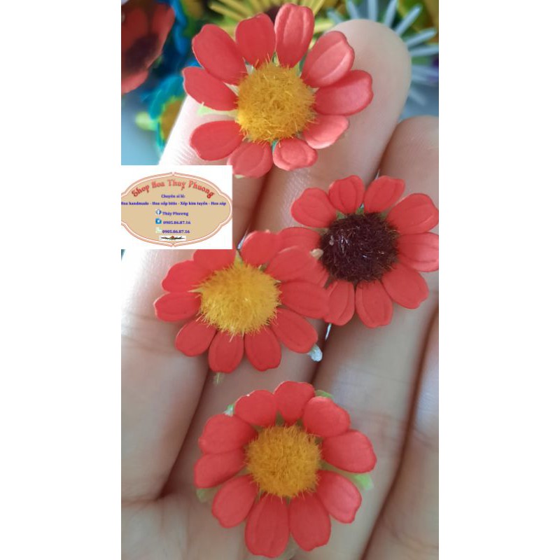 set 50 đầu bông hoa cúc tana