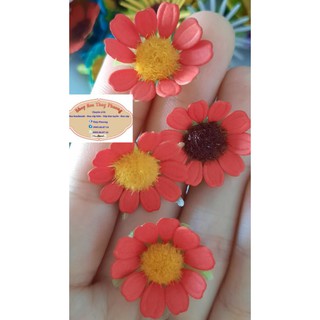 set 50 đầu bông hoa cúc tana