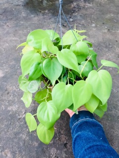 TRẦU BÀ TIM VÀNG GÁO DỪA